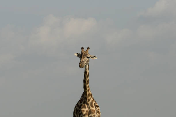 istock closeup of a giraffe 914504326