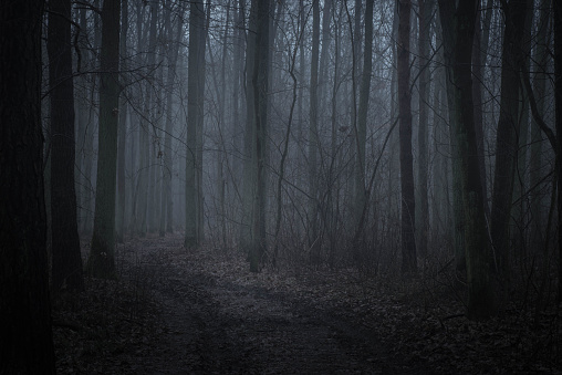 bosque oscuro en Crepúsculo photo