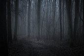dark forest in twilight