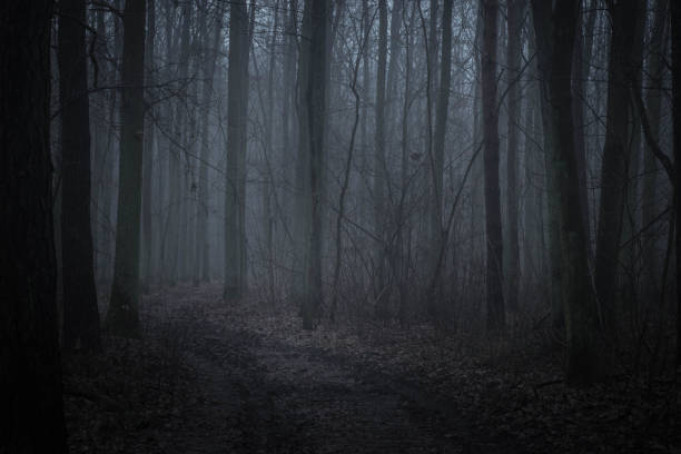 темный лес в сумерках - forest dark woods spooky стоковые фото и изображения