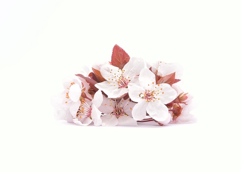 Red cherry blossom flower isolated on white