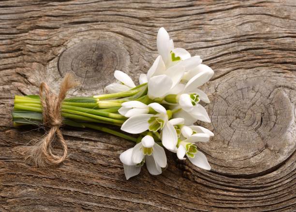 istock beautiful bouquet of snowdrops 914505086