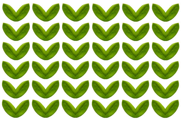 Three bay leaves isolated on white.