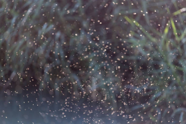 istock a flock of midges Outdoors 914508242