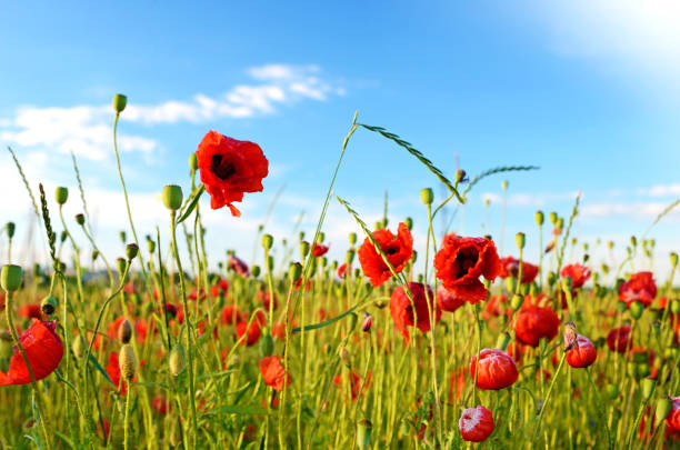 superbe paysage avec coquelicots sur le terrain contre le ciel - flower red poppy sky photos et images de collection