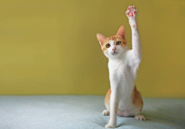 cat hand raised stock photo