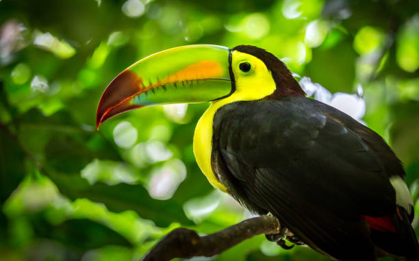 istock Colorful keel-billed toucan bird 914509578