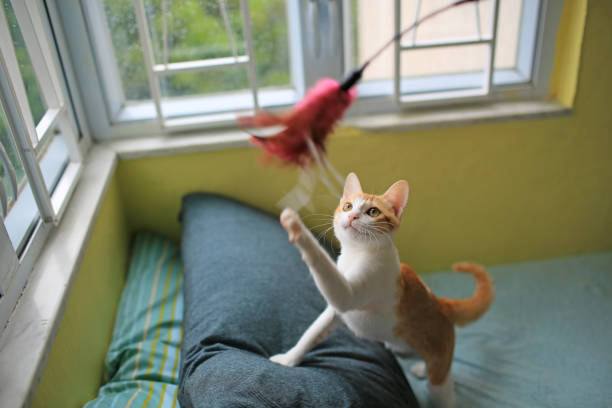 cat in a leisure games