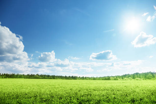 istock field of grass and perfect sky 914512344