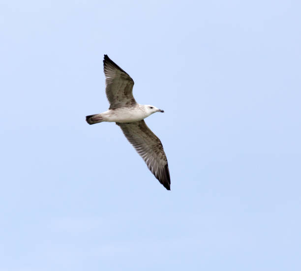 istock seagull in flight in the sky 914512572