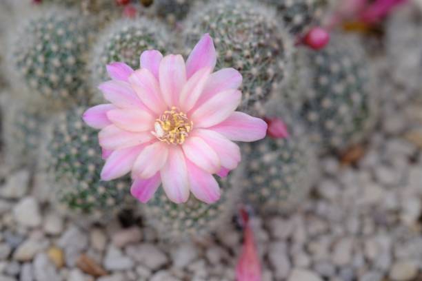 istock closeup pink flower of cactus 914513230