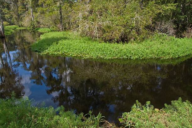 istock Narrow river bend marshy bank and trees 91451568