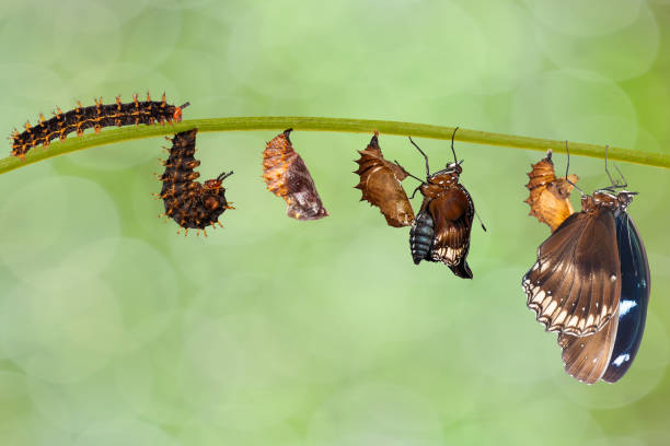 istock Transformation from caterpillar to great eggfly butterfly ( Hypolimnas bolina Linnaeus ) hanging on twig 914516222