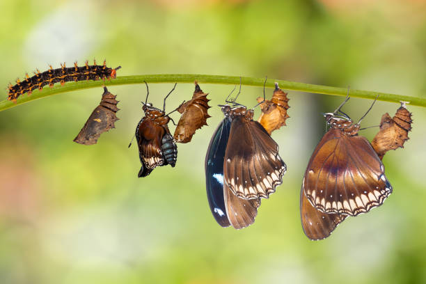 istock Transformation from caterpillar to great eggfly butterfly ( Hypolimnas bolina Linnaeus ) on twig 914516304