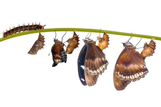 istock Isolated transformation from caterpillar to great eggfly butterfly ( Hypolimnas bolina Linnaeus ) on white 914516366
