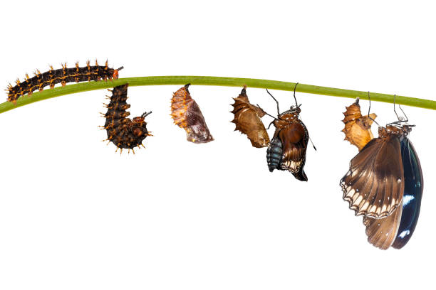 istock Isolated transformation from caterpillar to great eggfly butterf 914516434