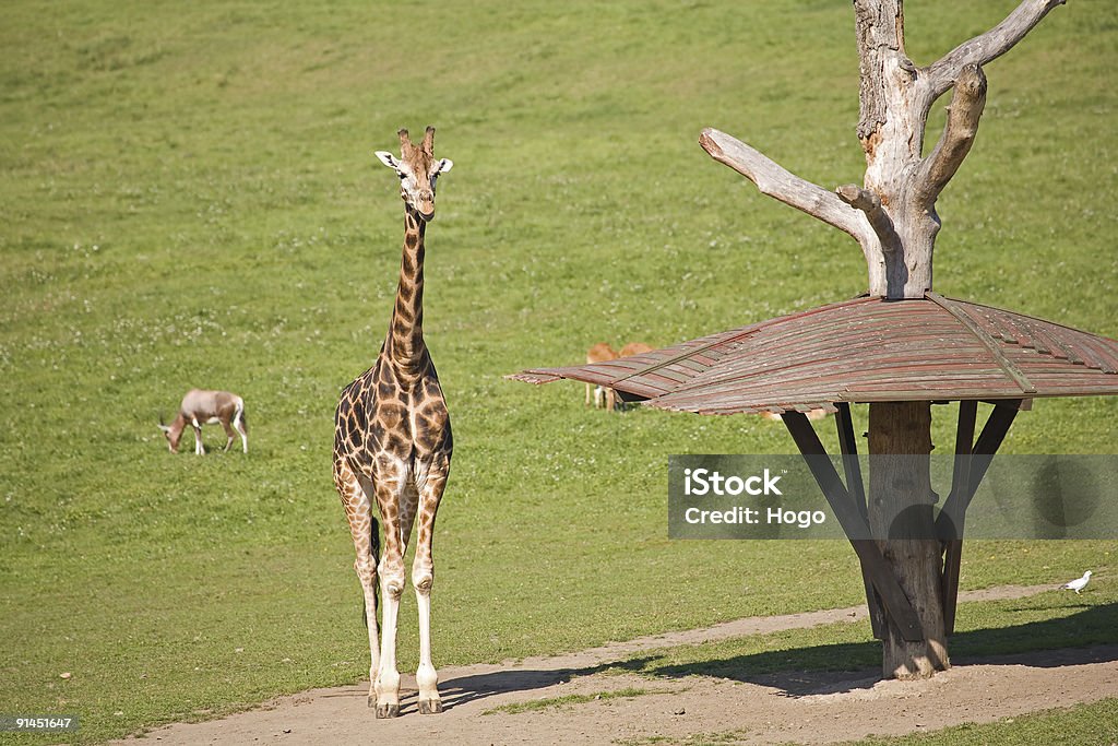 giraffa - Foto stock royalty-free di Africa