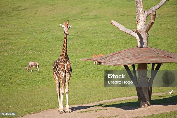 Giraffa - Fotografie stock e altre immagini di Africa - Africa, Ambientazione esterna, Ambiente