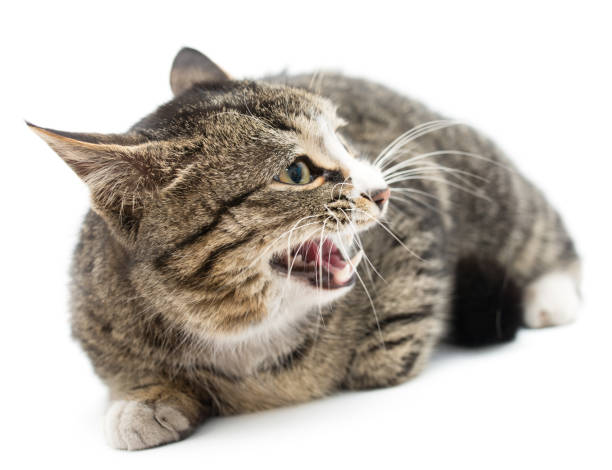 istock Frightened kitten lying in front. Isolated on white background. looking away 914516578