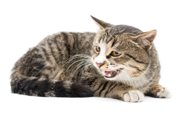 istock Frightened kitten lying in front. Isolated on white background. looking away 914516684