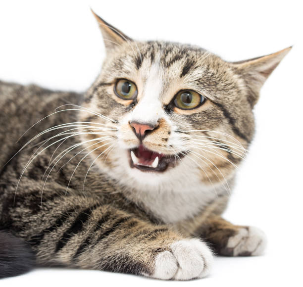 istock Frightened kitten lying in front. Isolated on white background. looking away 914516716