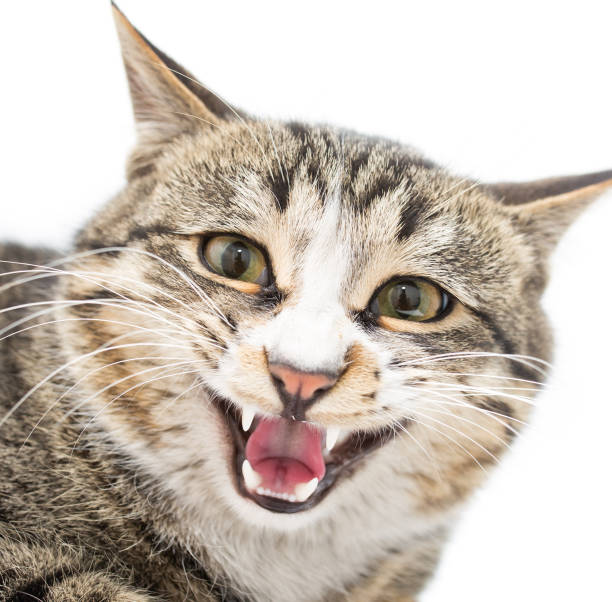 istock Frightened kitten lying in front. Isolated on white background. looking away 914516762