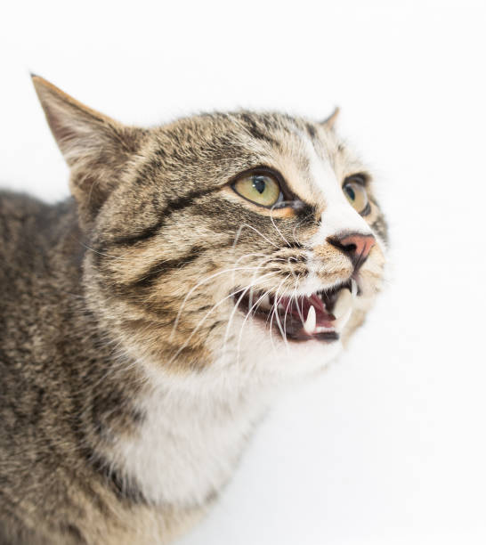 istock Frightened kitten lying in front. Isolated on white background. looking away 914516852