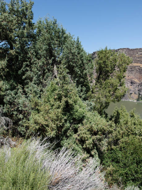 istock Beautiful Shoshone Falls waterfalls in USA 914517140