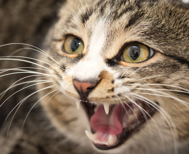 istock portrait of an evil cat. macro 914519392