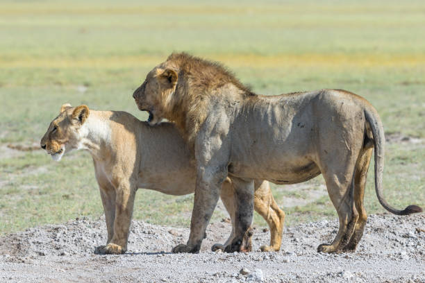istock Lion and Lioness at savannah 914519670