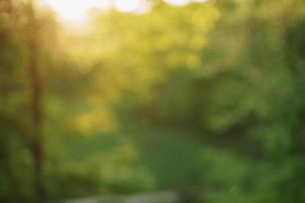 istock natural bokeh blur background of leaves and sunset light 914520044