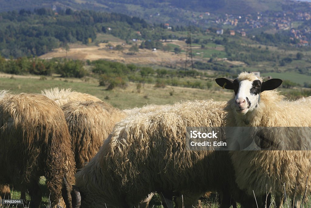 Sheep  Flock Of Sheep Stock Photo