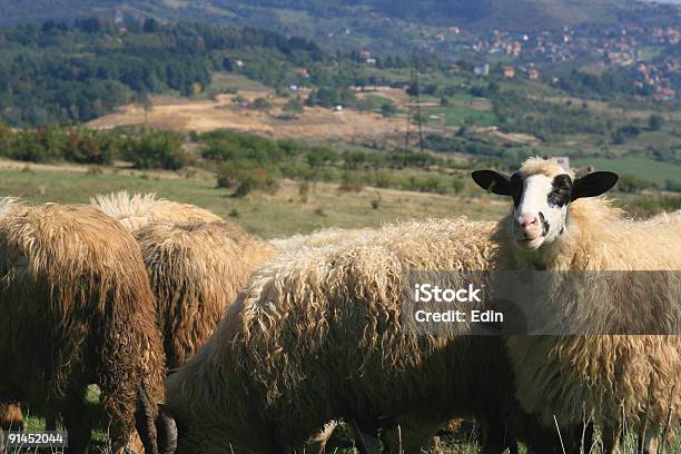 Sheep Stock Photo - Download Image Now - Flock Of Sheep, Herd, Agriculture