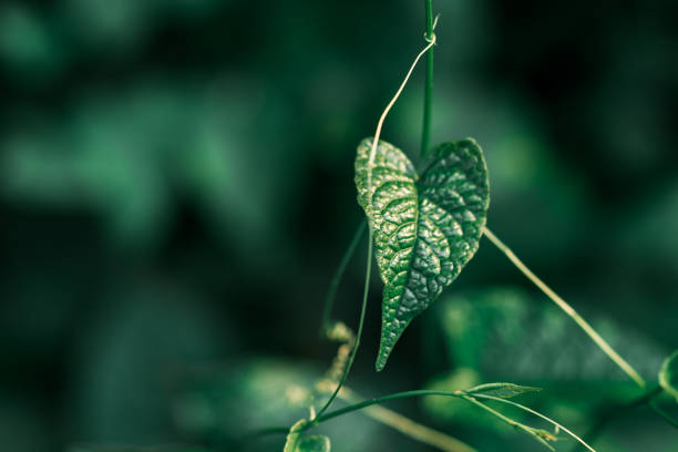 istock Closeup nature view of dark green leaf 914524026