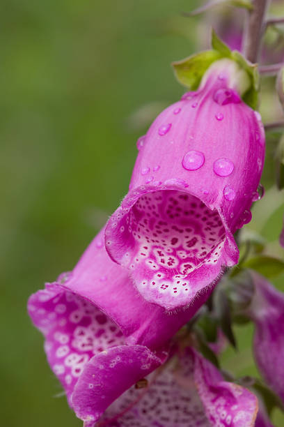 Close-Up Red foxglove in Natural Sunlight (Digitalis purpurea). The surrounding foliage and subtle spiderwebs complete this serene botanical scene.