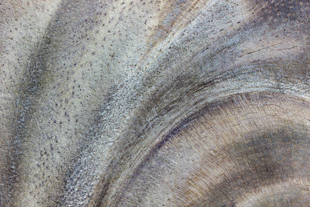 istock Closeup texture of wood. 914527020