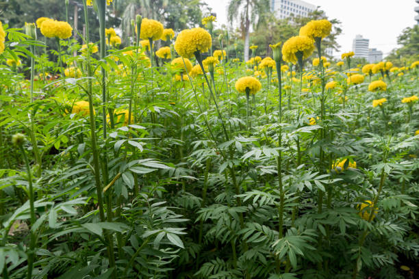 istock yellow marigold flowers field 914527062
