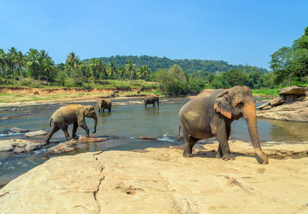 istock Large elephant herd, Asian elephants swimming playing and bathing in river Sri Lanka 914527404