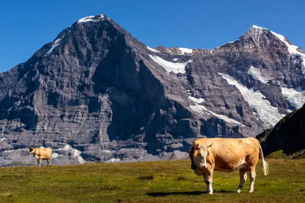 Swiss brown cows on top of Mannlichen in the Bernese Alps. Majestic north face of the Eiger and the Monch in the background. Lauterbrunnen, Bernese Oberland, Switzerland
