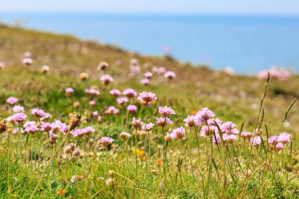 istock Sea Thrift Flowers 914527554
