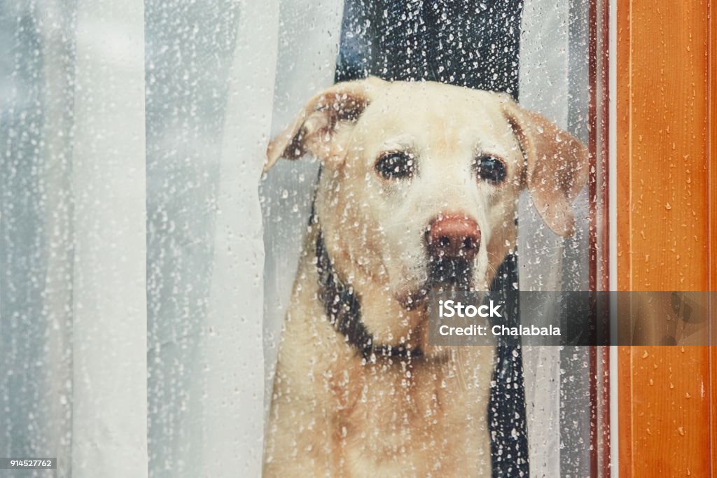 Trauriger Hund allein zu Hause wartet - Lizenzfrei Hund Stock-Foto
