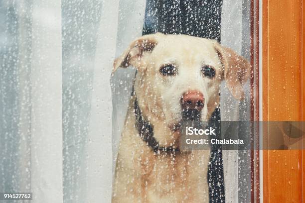 Trauriger Hund Allein Zu Hause Wartet Stockfoto und mehr Bilder von Hund - Hund, Regen, Traurigkeit