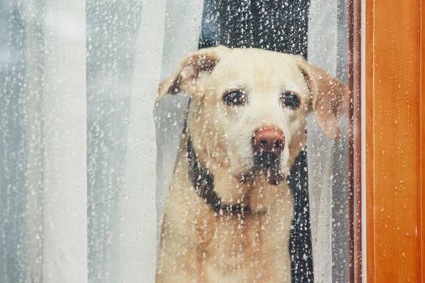 Sad dog waiting alone at home Sad dog waiting alone at home. Labrador retriever looking through window during rain. meteorology equipment stock pictures, royalty-free photos & images