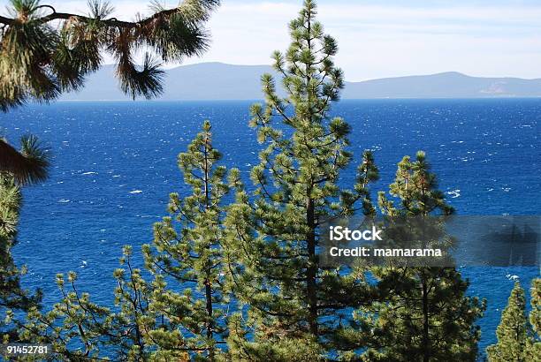 Belas Águas Azul Do Lago Tahoe - Fotografias de stock e mais imagens de Agulha - Parte de planta - Agulha - Parte de planta, Ao Ar Livre, Azul