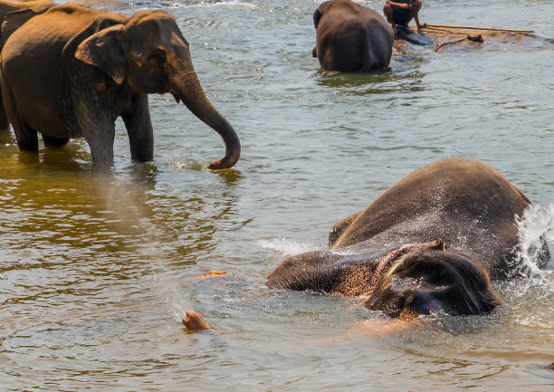 istock Large elephant herd, Asian elephants swimming playing and bathing in river Sri Lanka 914529964