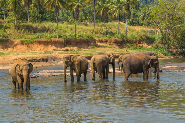 istock Large elephant herd, Asian elephants swimming playing and bathing in river Sri Lanka 914531076