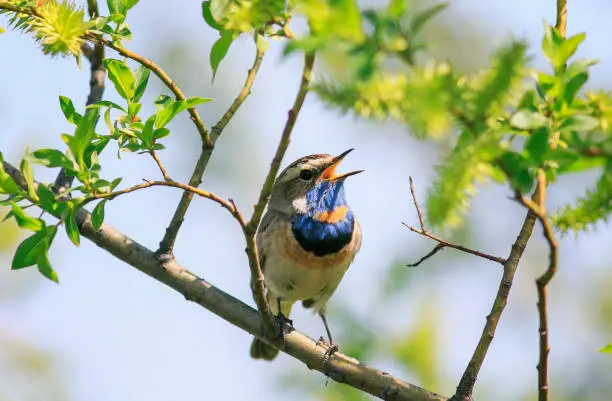 ptiy striking male Bluethroat sitting on a tree branch and sings a song in may Park on a Sunny day