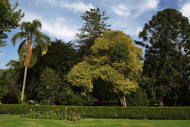 Arbres sur le parc - Photo