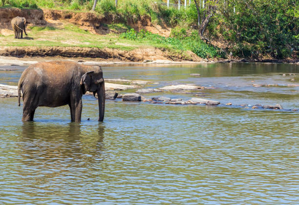 istock Elephant family Asia 914534192