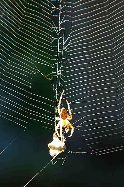 araignée et web - mesh web spider photos et images de collection